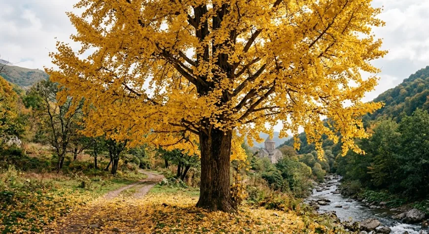 Երկբլթակ գինկգո